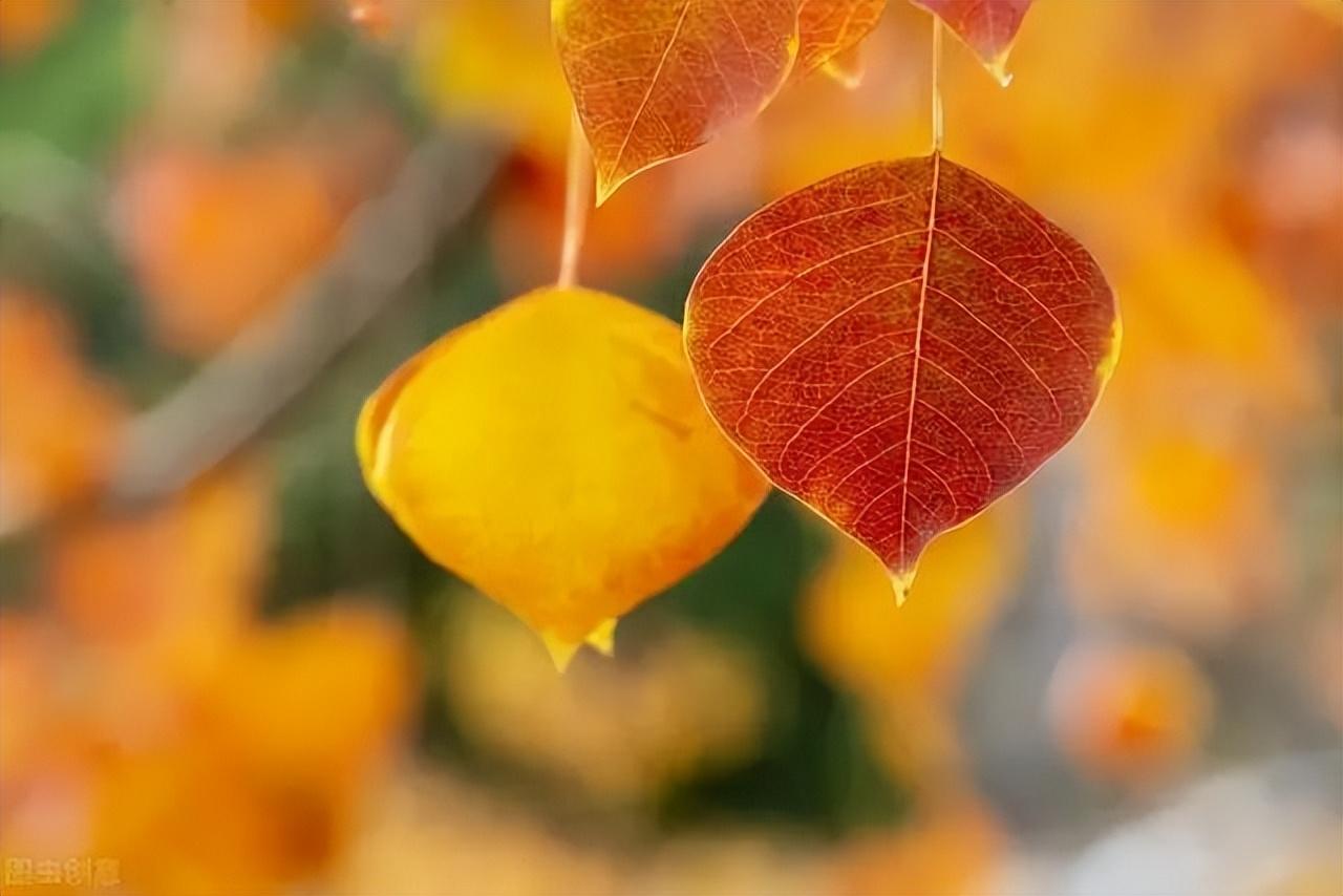 美食之旅，一日三餐的唯美句子(图7)