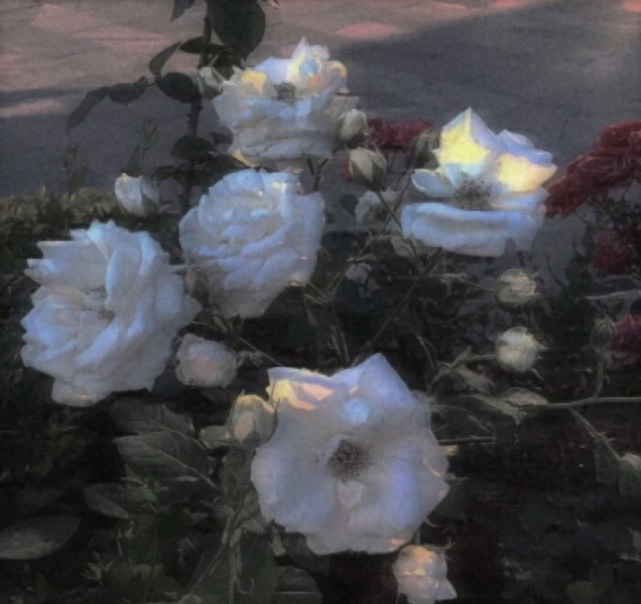 小说中让你感到惊艳的男主语录(图3)