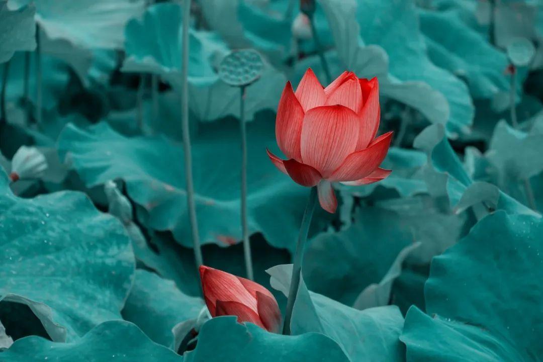 100句智慧古语，字字珠玑，读懂受益一生！(图10)