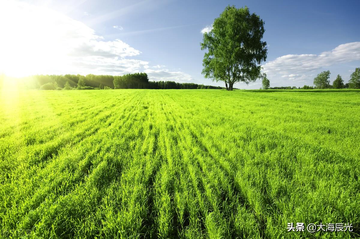 绿意、花芳，凉风，美好的盛夏时光(图1)