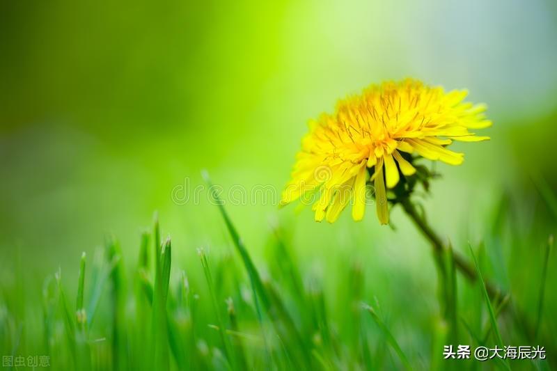 绿意、花芳，凉风，美好的盛夏时光(图2)