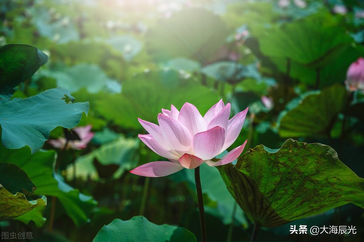 绿意、花芳，凉风，美好的盛夏时光(图4)