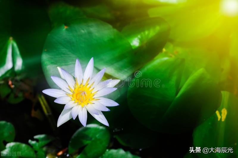 绿意、花芳，凉风，美好的盛夏时光(图5)