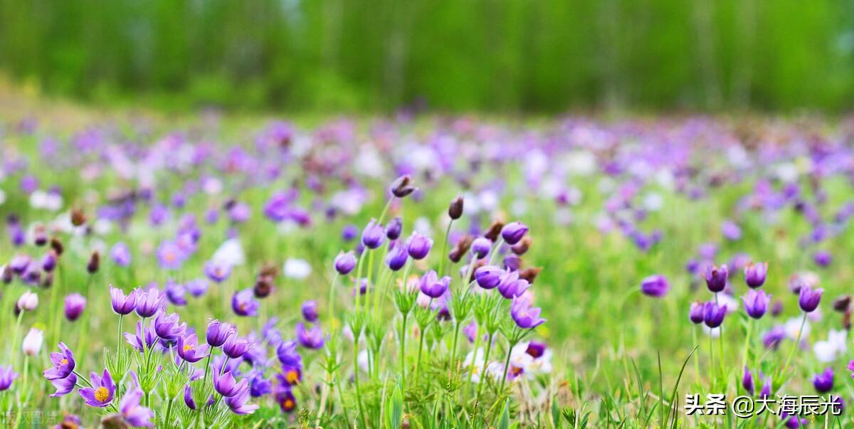 绿意、花芳，凉风，美好的盛夏时光(图6)