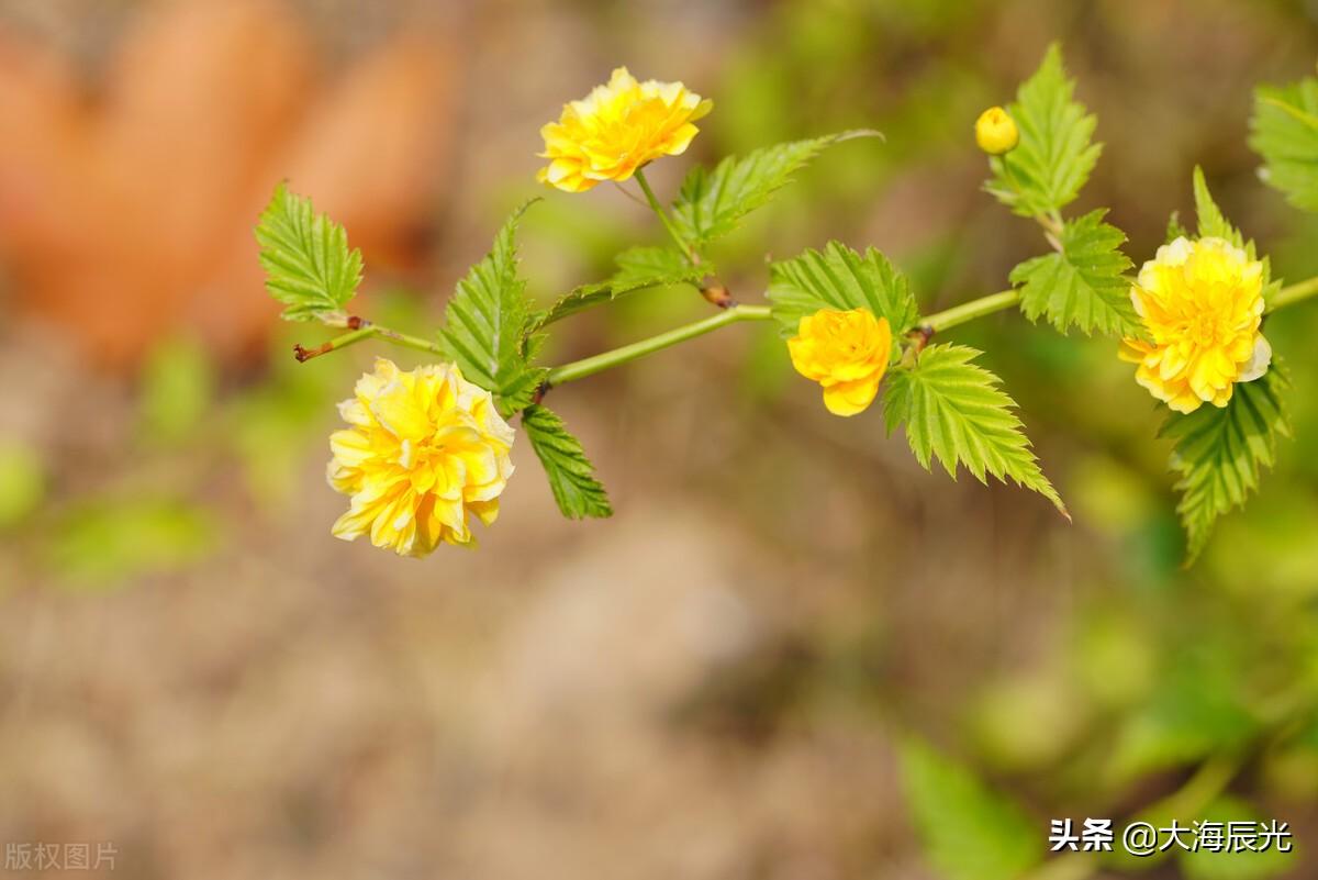 绿意、花芳，凉风，美好的盛夏时光(图7)