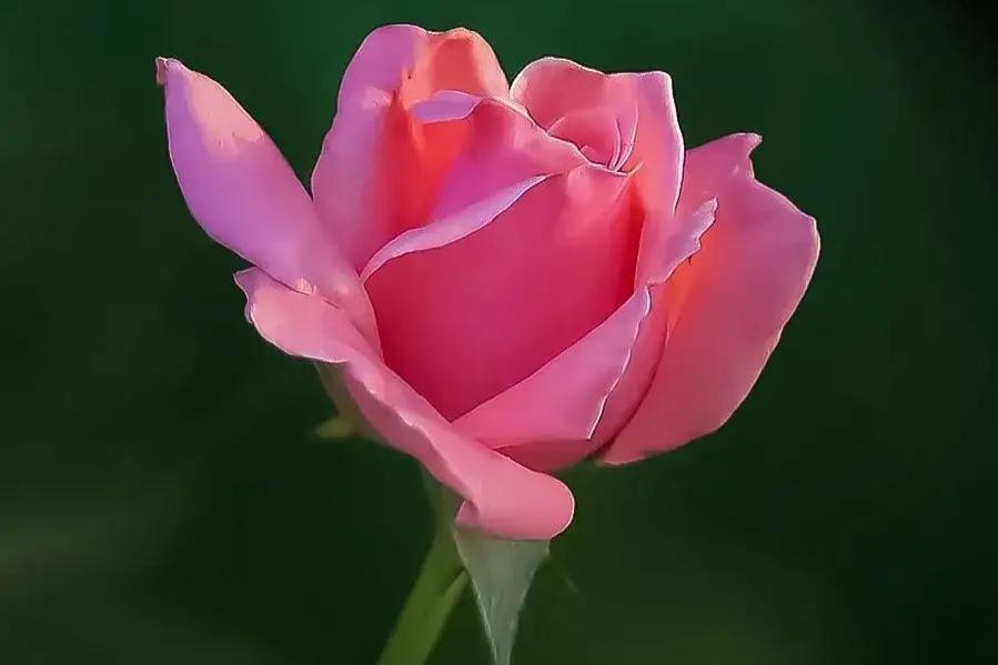 珍惜当下，享受生命的美好(图3)