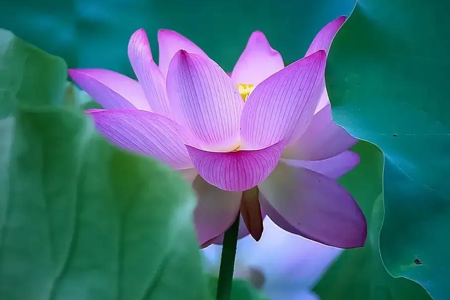 珍惜当下，享受生命的美好(图5)