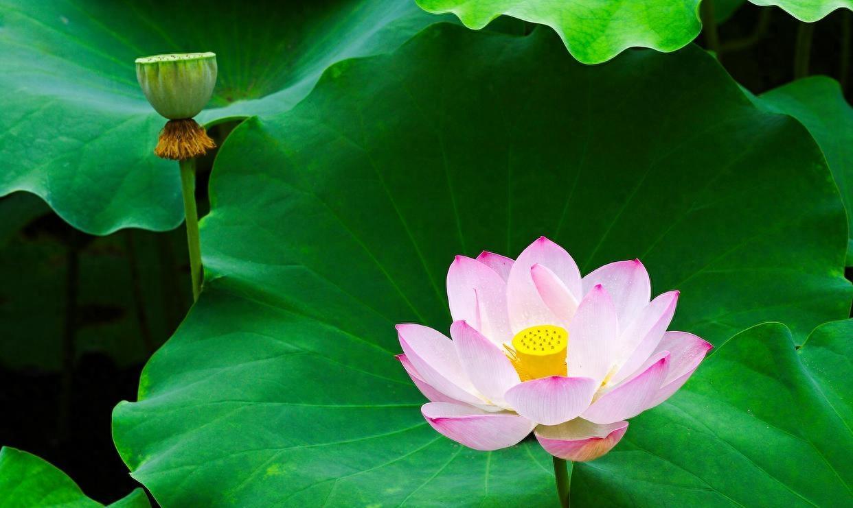 十首最美荷花古诗词，青荷莲子杂衣香，一一风荷举，唯美整个夏天(图4)