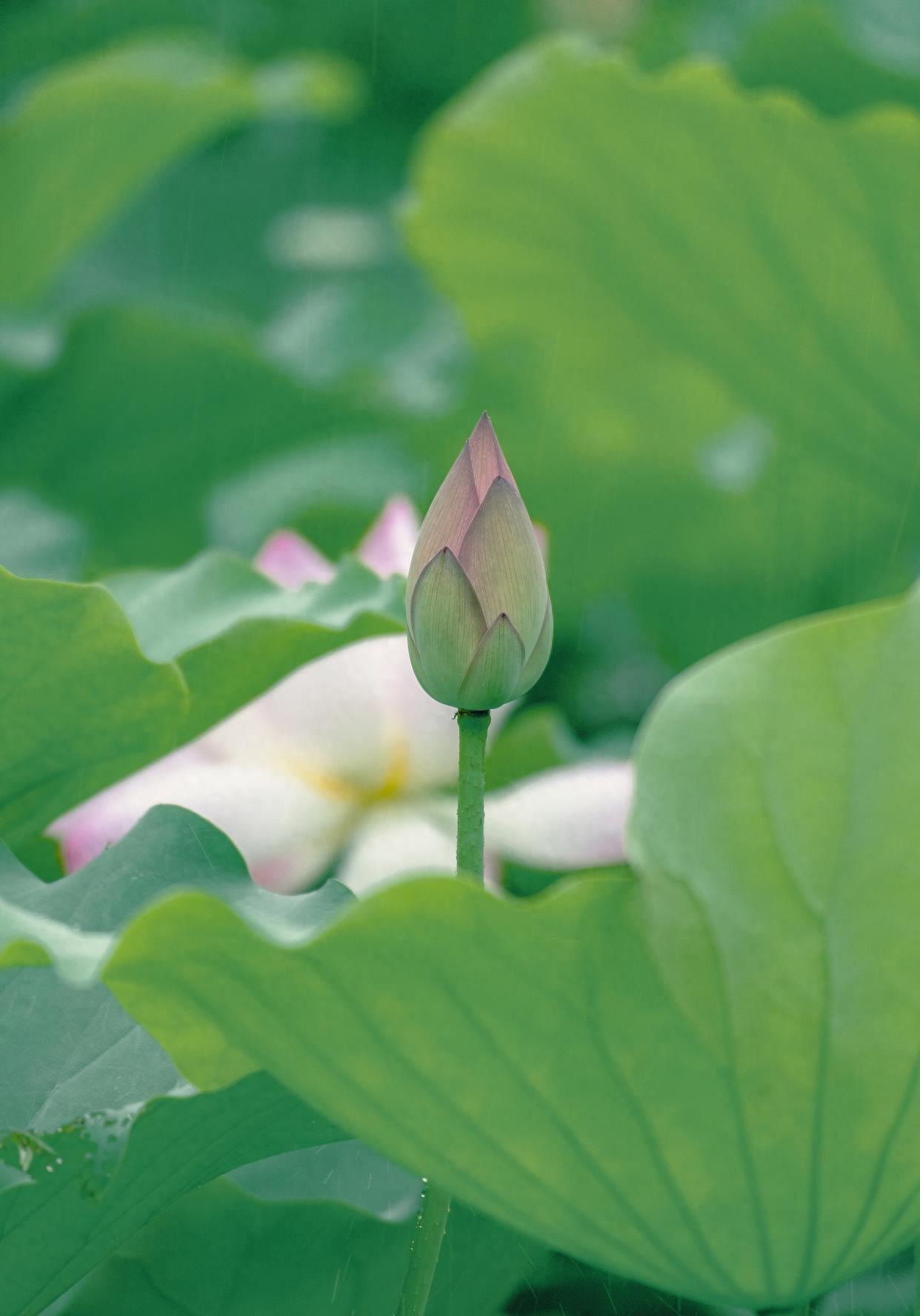 十首最美荷花古诗词，青荷莲子杂衣香，一一风荷举，唯美整个夏天(图5)