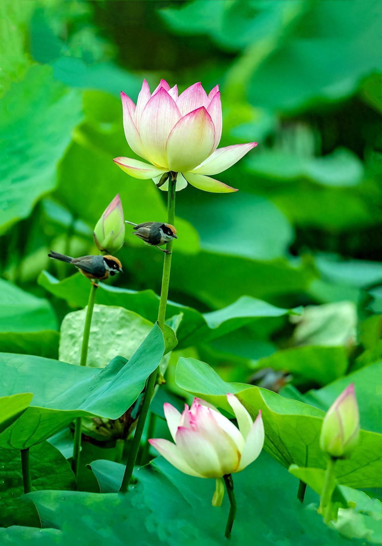 十首最美荷花古诗词，青荷莲子杂衣香，一一风荷举，唯美整个夏天(图6)