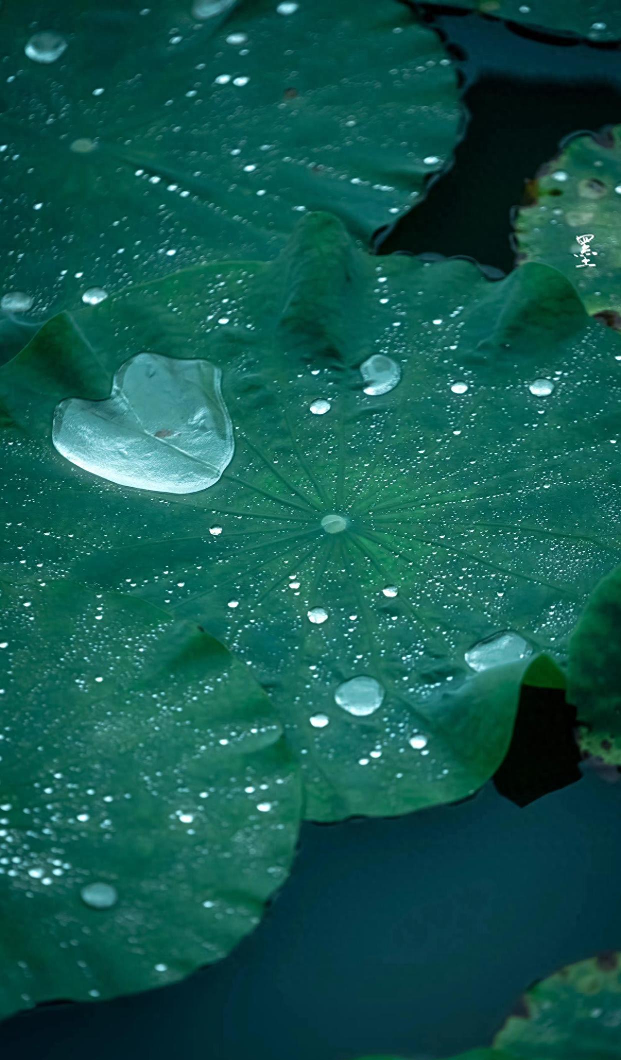 十首最美荷花古诗词，青荷莲子杂衣香，一一风荷举，唯美整个夏天(图7)