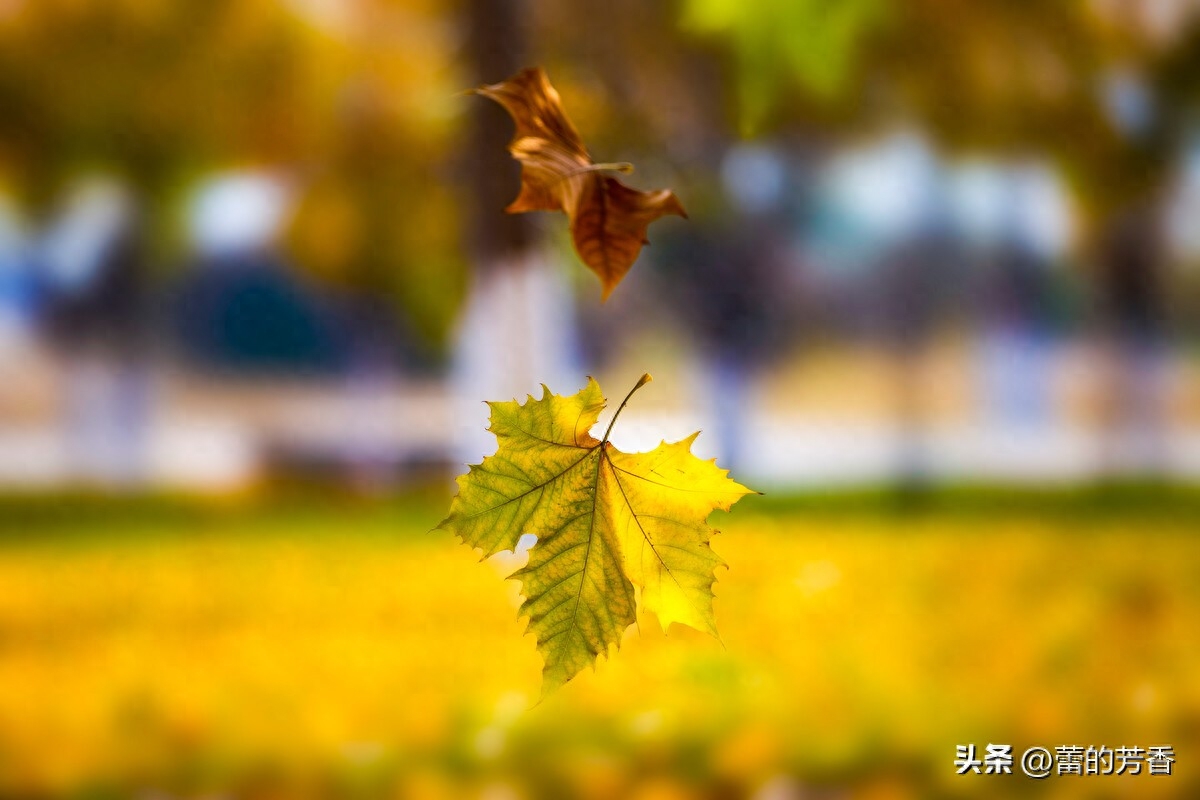 风凉了岁月，情暖了浮生，执手相看美眷，那是花开的痴，落叶的念(图1)