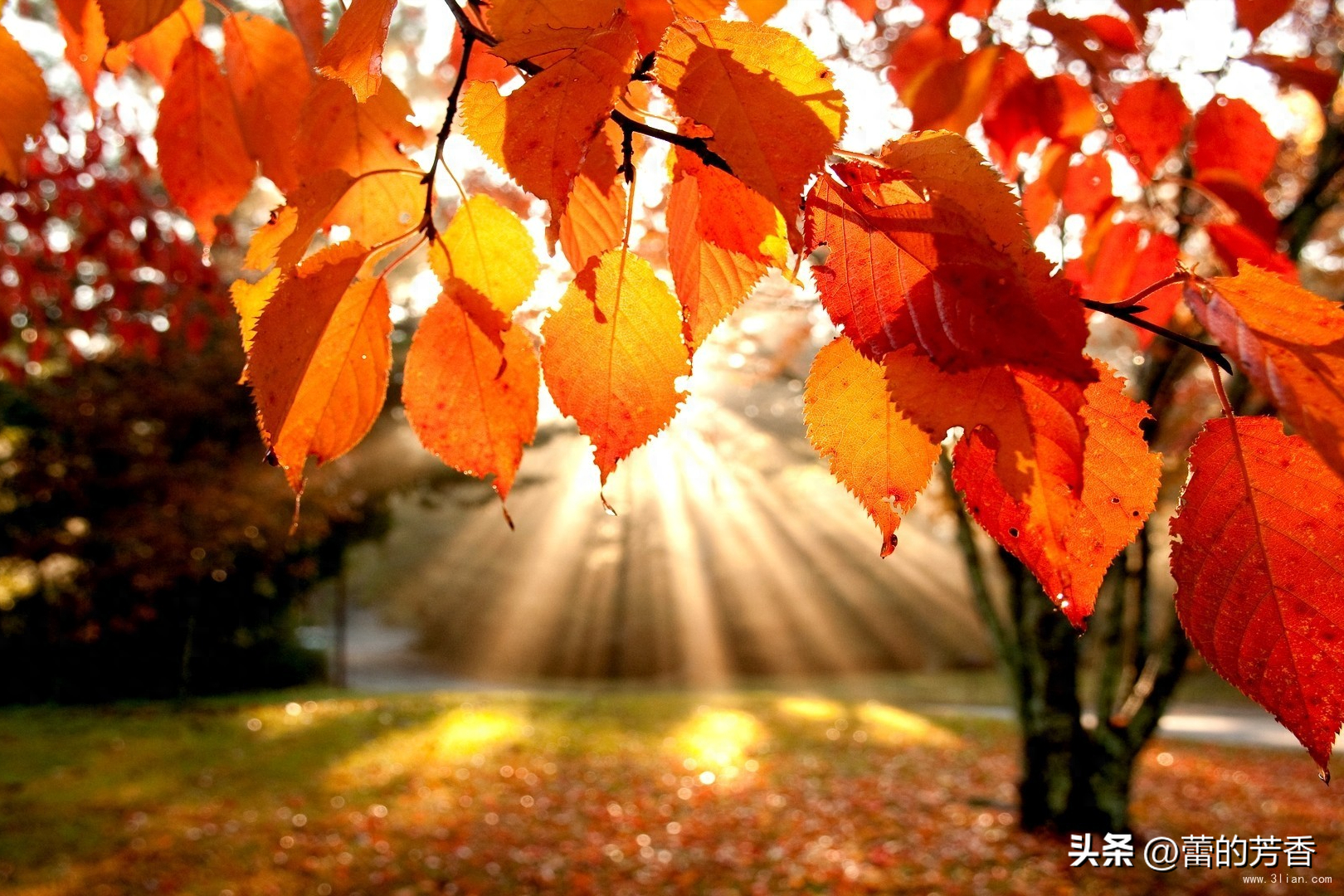 风凉了岁月，情暖了浮生，执手相看美眷，那是花开的痴，落叶的念(图2)