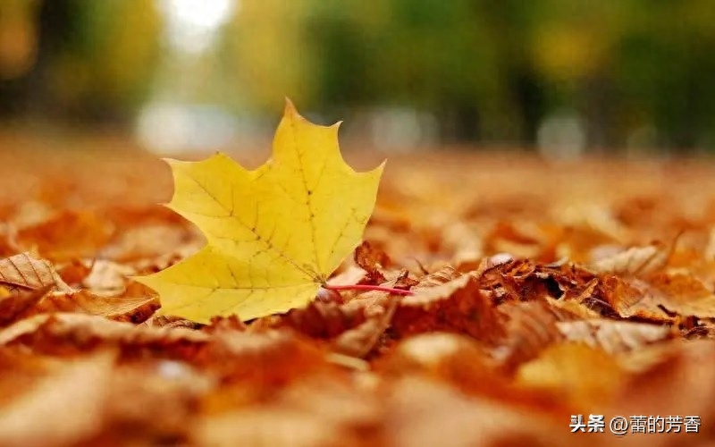 风凉了岁月，情暖了浮生，执手相看美眷，那是花开的痴，落叶的念(图3)