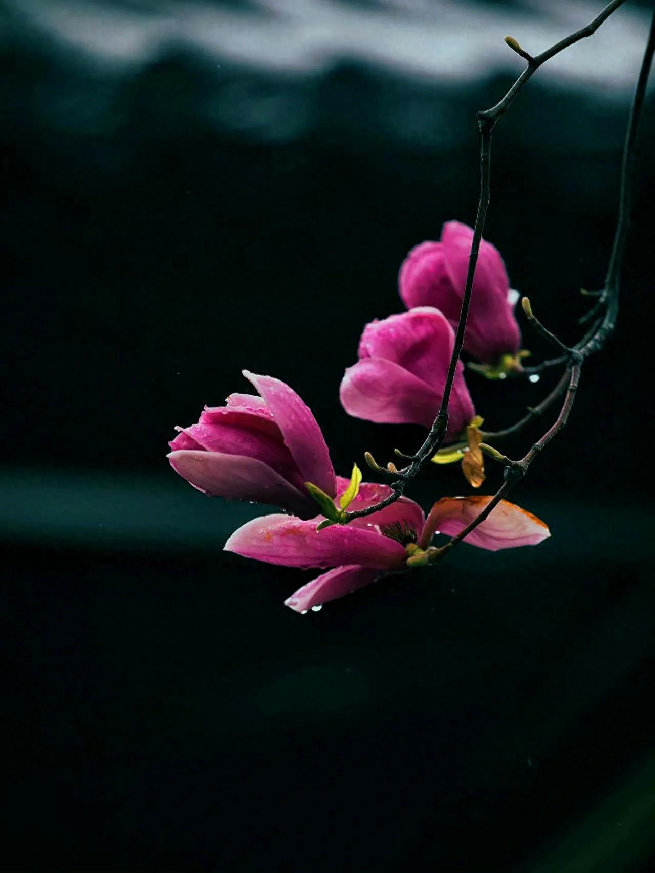 早读六首唯美诗词，心若向阳花自开，人若向暖清风来(图3)