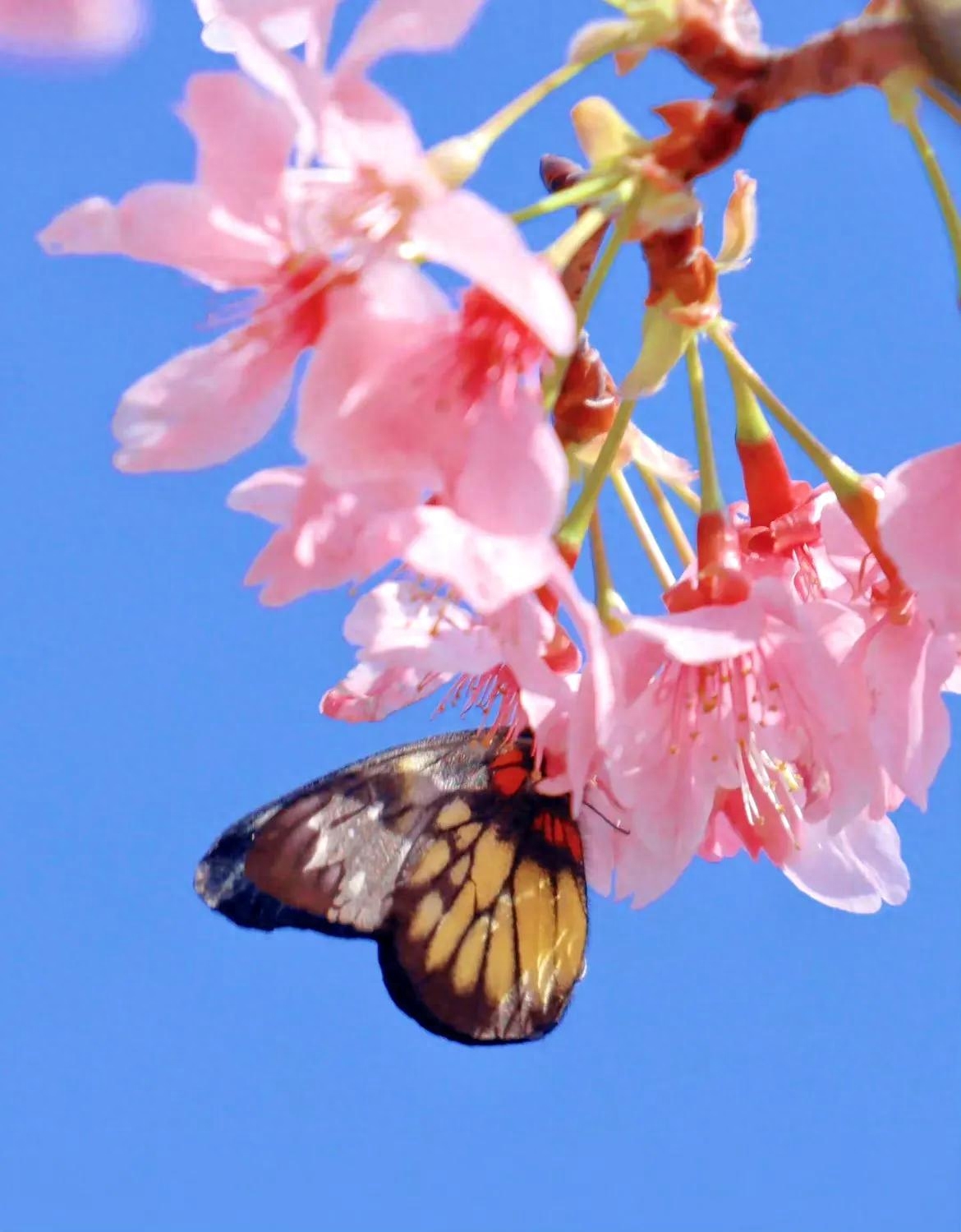 早读六首唯美诗词，心若向阳花自开，人若向暖清风来(图7)