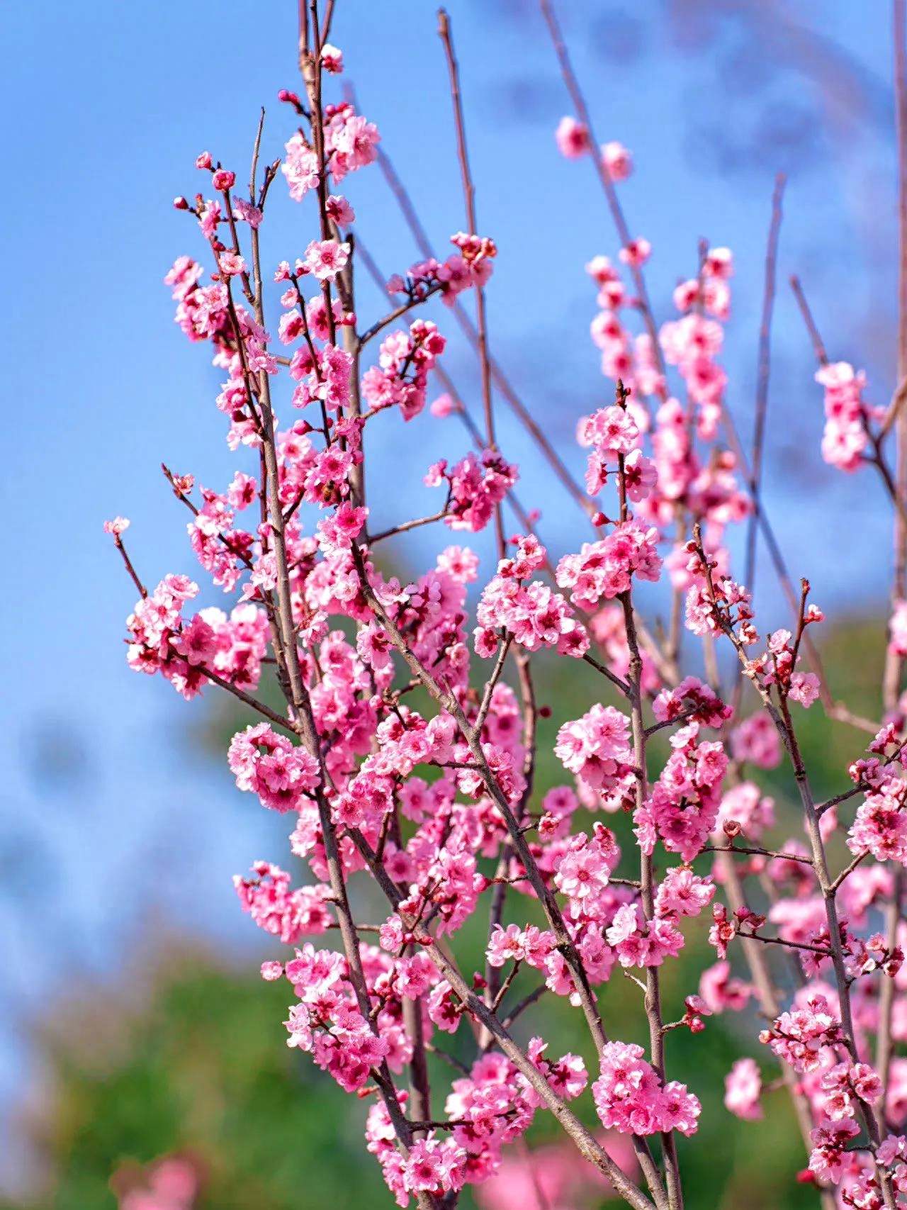 早读六首唯美诗词，心若向阳花自开，人若向暖清风来(图9)