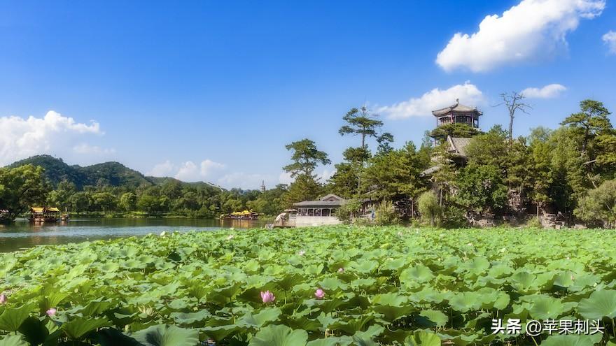 写作训练一｜描写荷花的优美句子，教你轻松写出夏荷高级感(图1)