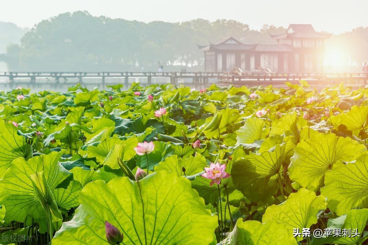 写作训练一｜描写荷花的优美句子，教你轻松写出夏荷高级感(图2)