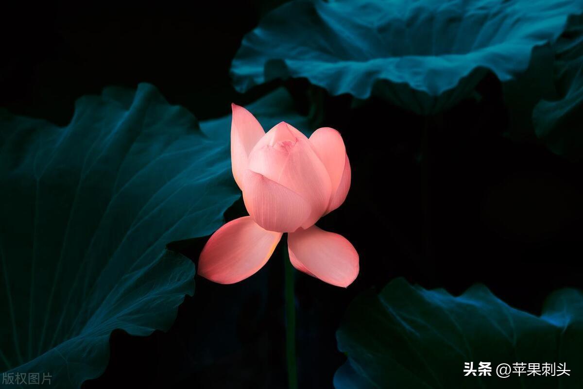 写作训练一｜描写荷花的优美句子，教你轻松写出夏荷高级感(图3)