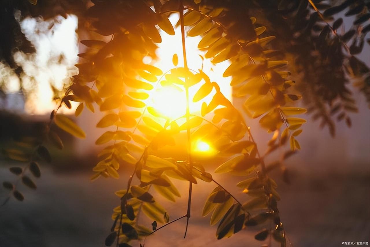 25句阳光治愈的温暖文案(图2)