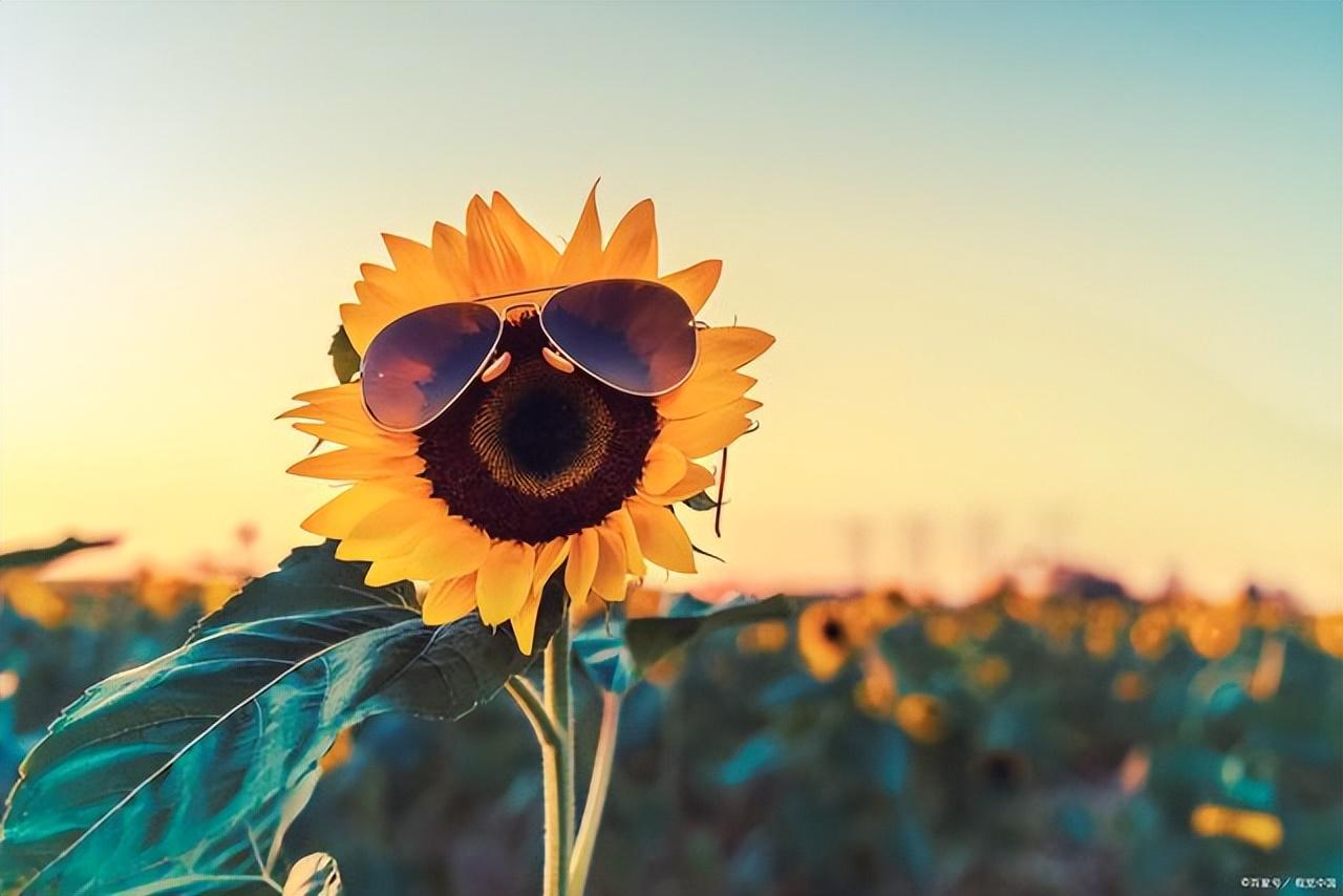 25句阳光治愈的温暖文案(图3)