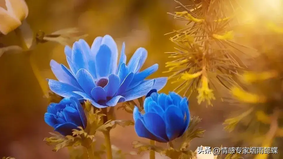 世间皆苦，唯有自渡，做自己的心理医生，你才能所向无敌(图4)