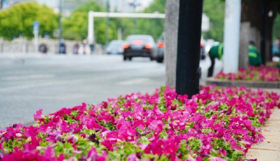 青州之美,尽在眼前!(图10) 青州之美,尽在眼前!(图10)