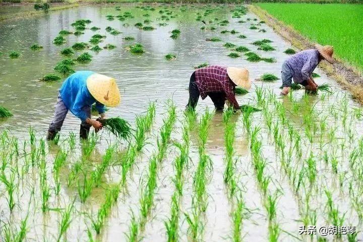 12首诗词，12个劳动场景，致敬所有劳动者(图3)