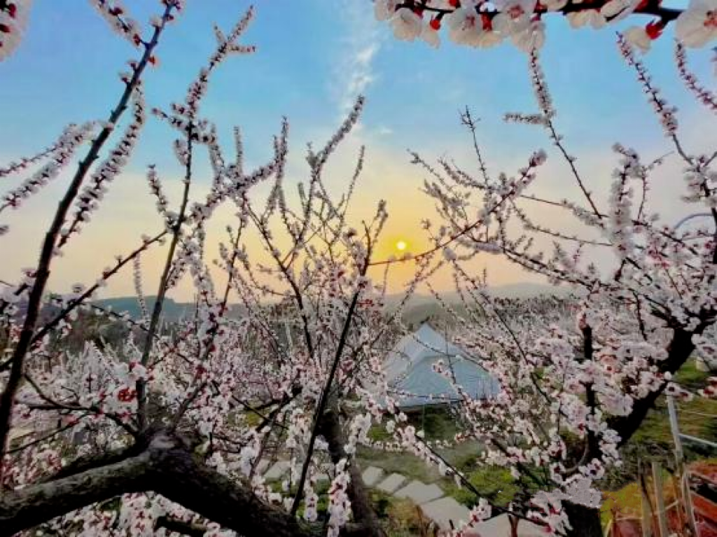 即刻啓程，向著浪漫花海雙東出發！(图12)