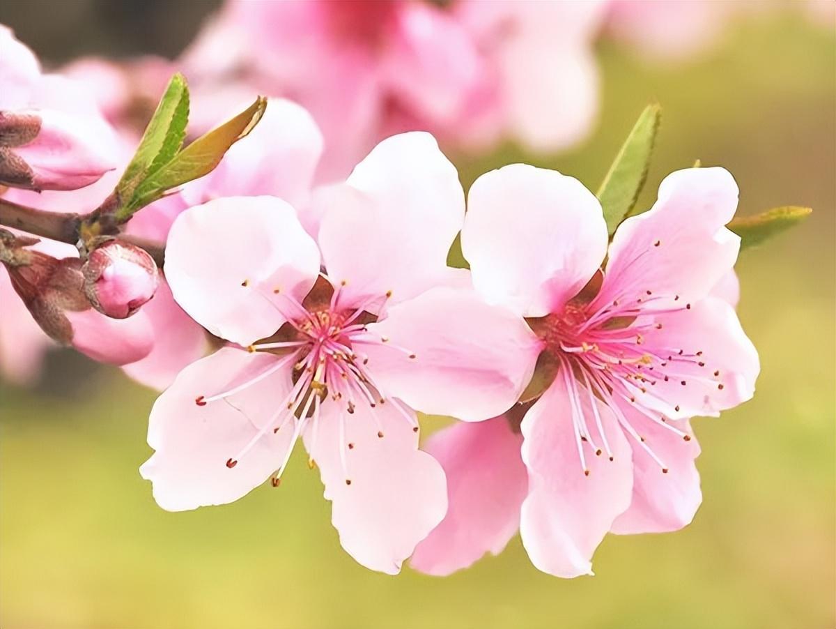 “人面桃花相映红”，这些春天吟的诗，中英文都太美了(图6)