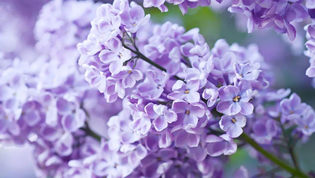 “人面桃花相映红”，这些春天吟的诗，中英文都太美了(图26)