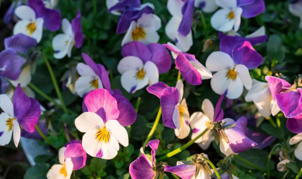 “人面桃花相映红”，这些春天吟的诗，中英文都太美了(图30)