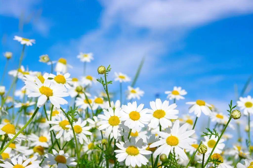 “人面桃花相映红”，这些春天吟的诗，中英文都太美了(图34)