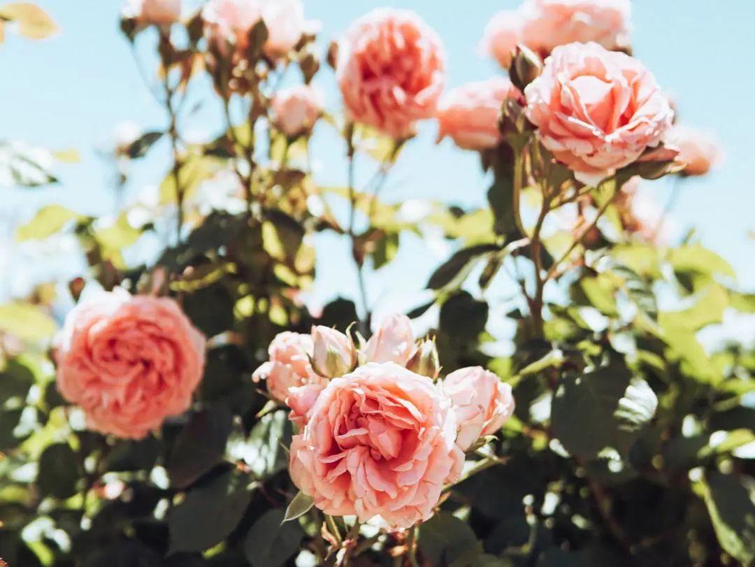 “人面桃花相映红”，这些春天吟的诗，中英文都太美了(图38)