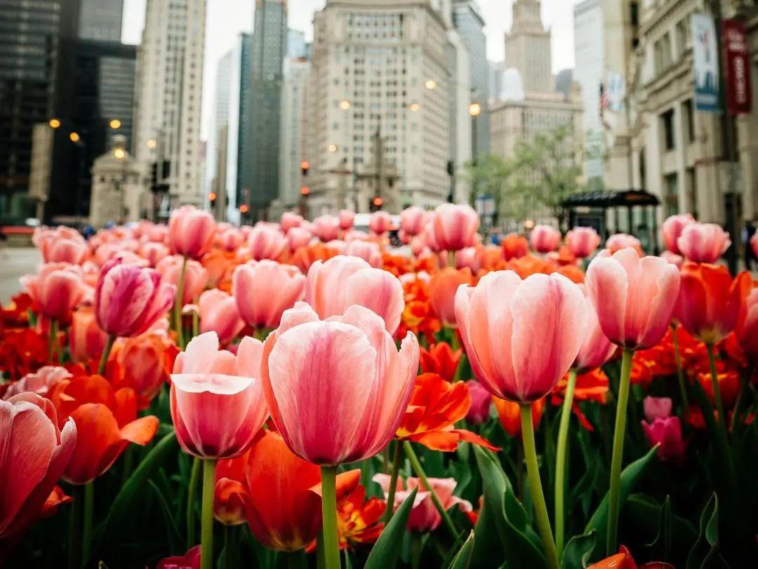 “人面桃花相映红”，这些春天吟的诗，中英文都太美了(图41)