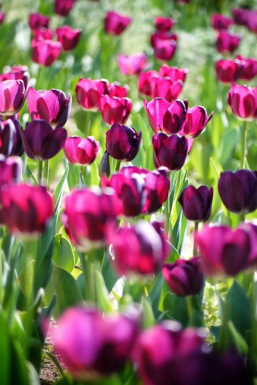 祝六月有鲜花，有彩虹，日月不缺，星辰不落，每一天都能闪闪发光(图6)