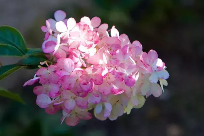 李敖留给世人的这24句话，是真知还是乱语？你说了算(图3)