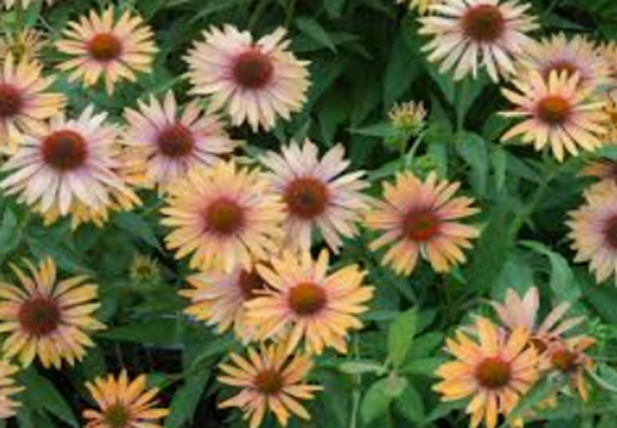 「荐读」那些闪烁着智慧光芒的名人名言30句(图17)