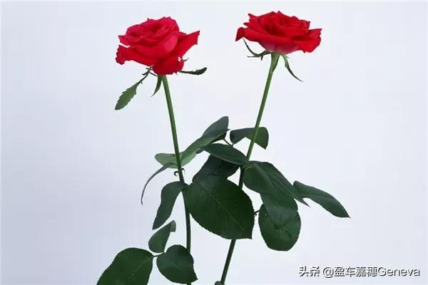 「木心.爱情语录」从前，车马慢，一生只爱一个人.(图3)