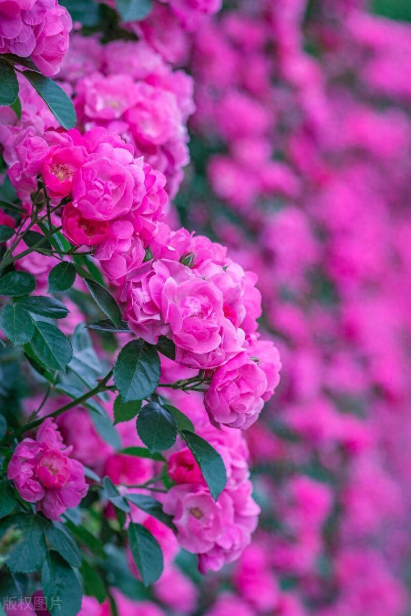 知足眼前，感谢相伴(图1)