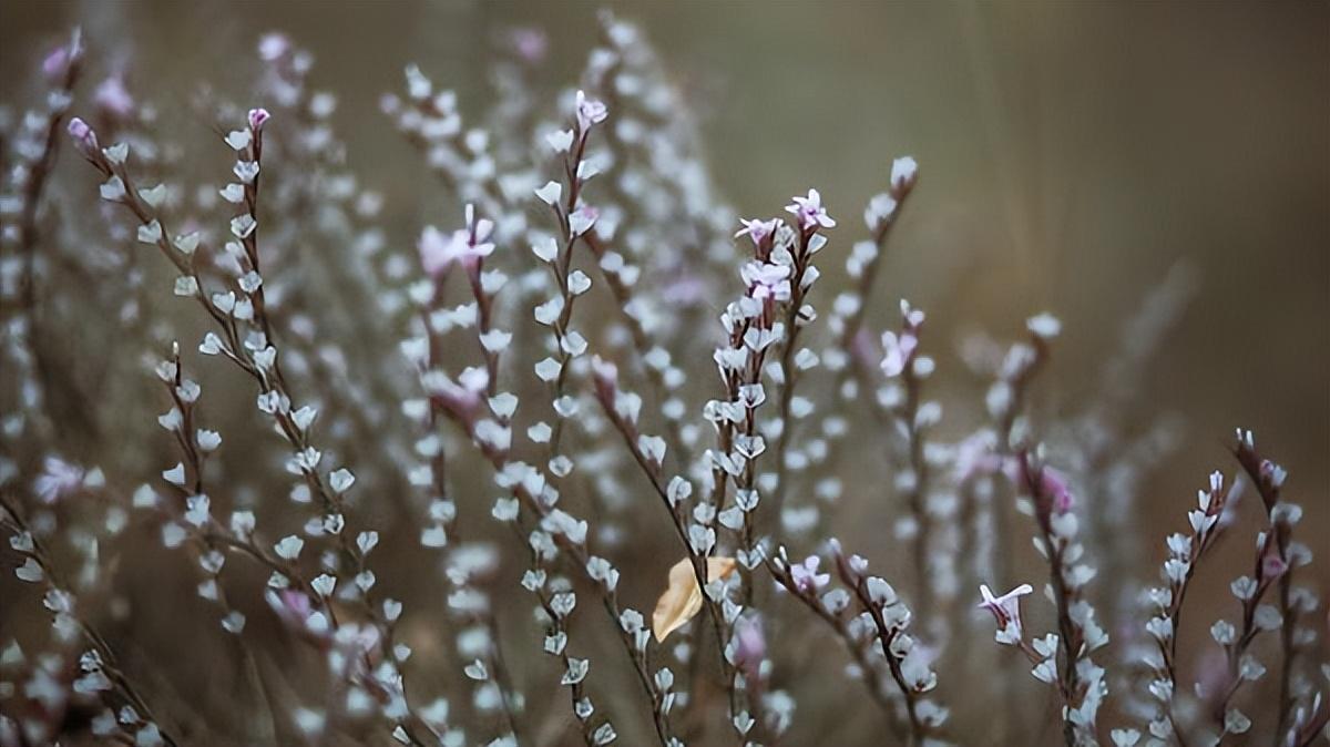 【好文分享】那些熟悉的旋律，直叩心扉(图2)