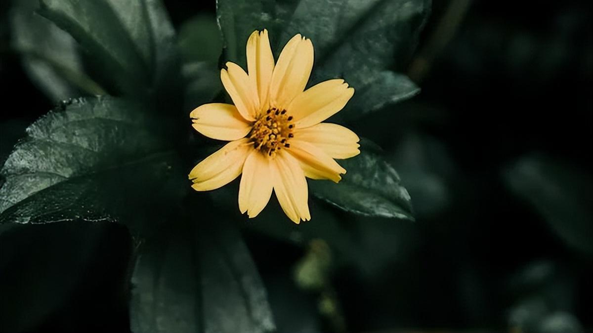 【好文分享】那些熟悉的旋律，直叩心扉(图6)