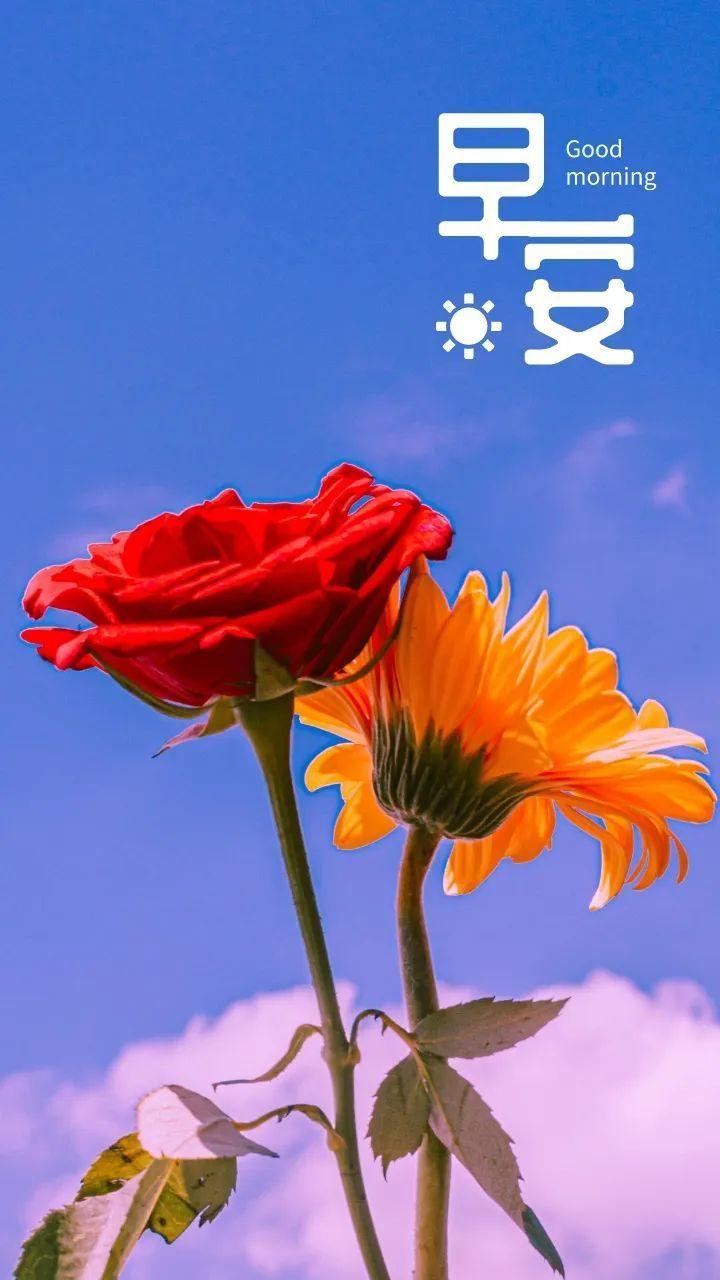 早安心语 喜欢的就去追求，想说的就勇敢表达(图4)