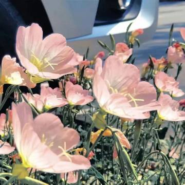 与你心有灵犀的干净语录,你最喜欢哪一句?(图4) 与你心有灵犀的干净语录,你最喜欢哪一句?(图4)