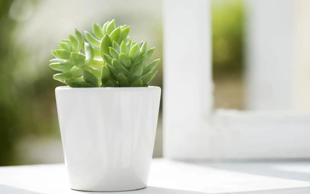 厚积薄发，绽放人生，20句励志句子引领你迈向成功之路(图2)