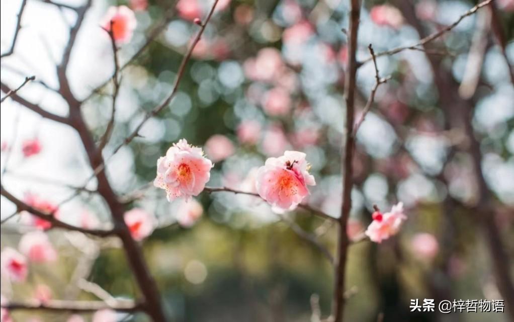 《厚黑学》精髓的5+12句话，记住终身受益！(图5)