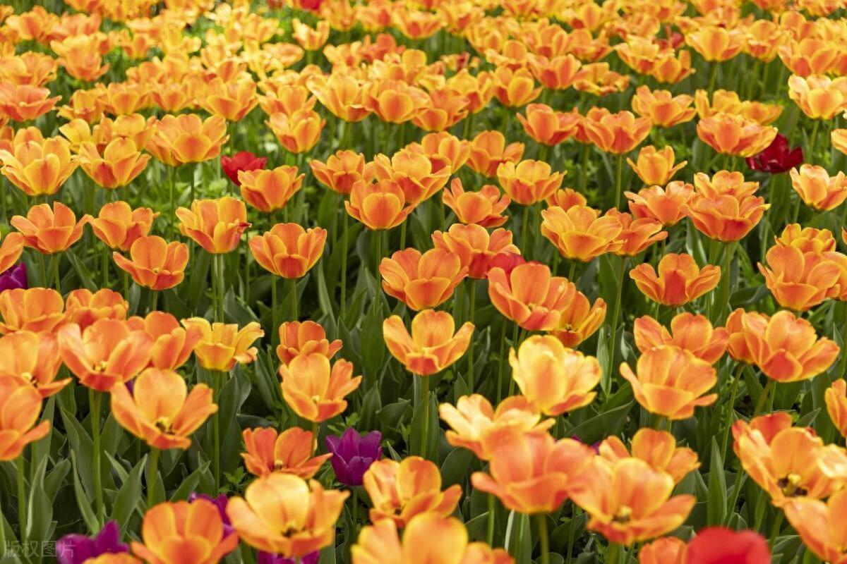 强者不斗，慧者不显，善者不彰（建议收藏）(图1)