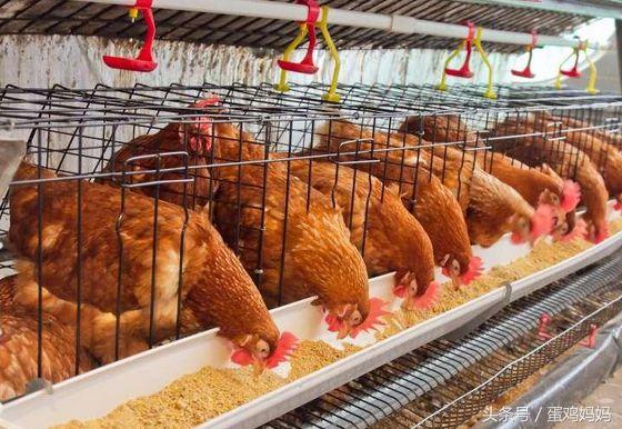 饲料好不好 真的是试了才知道么?(图1) 饲料好不好 真的是试了才知道么?(图1)