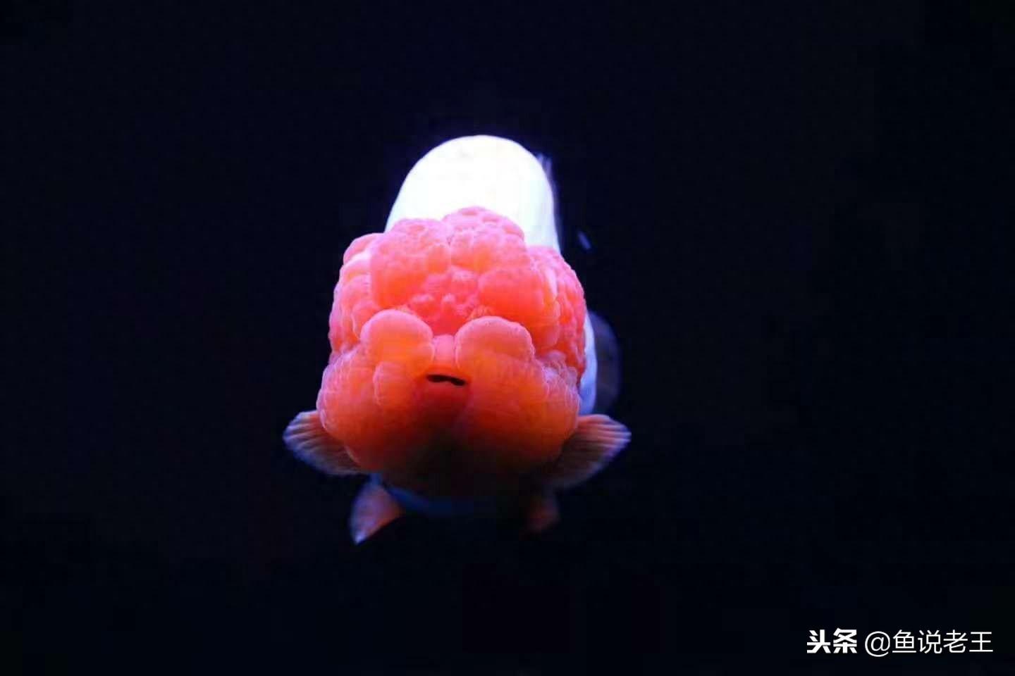 天气转冷，金鱼感冒隐患暴露！最有效的应对措施竟然是这个！(图2)